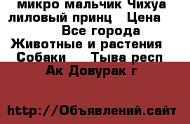 микро мальчик Чихуа лиловый принц › Цена ­ 90 - Все города Животные и растения » Собаки   . Тыва респ.,Ак-Довурак г.